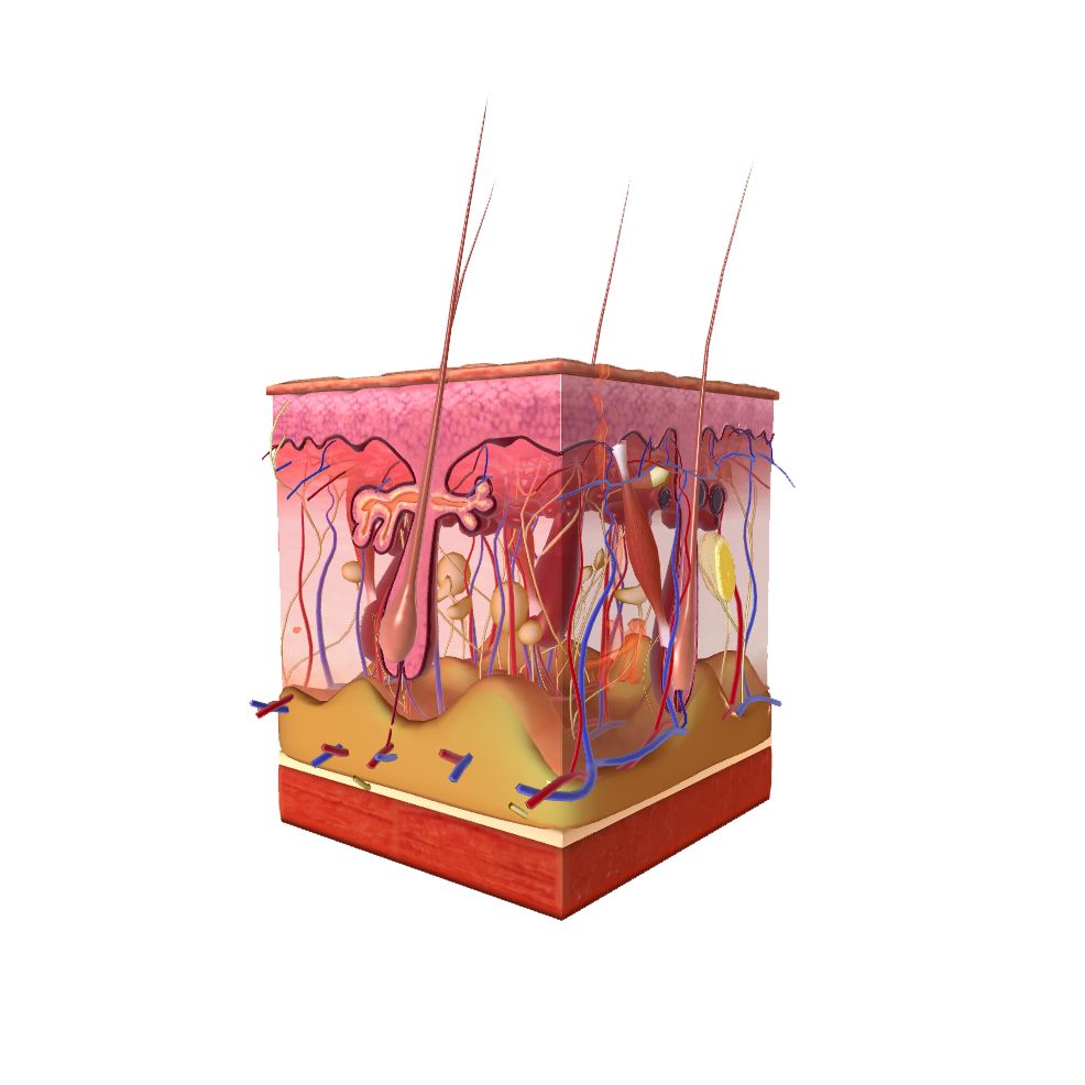 Dermatologie