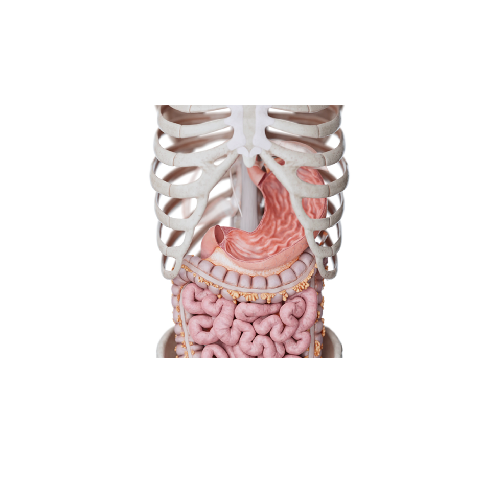 Trastornos Gastrointestinales