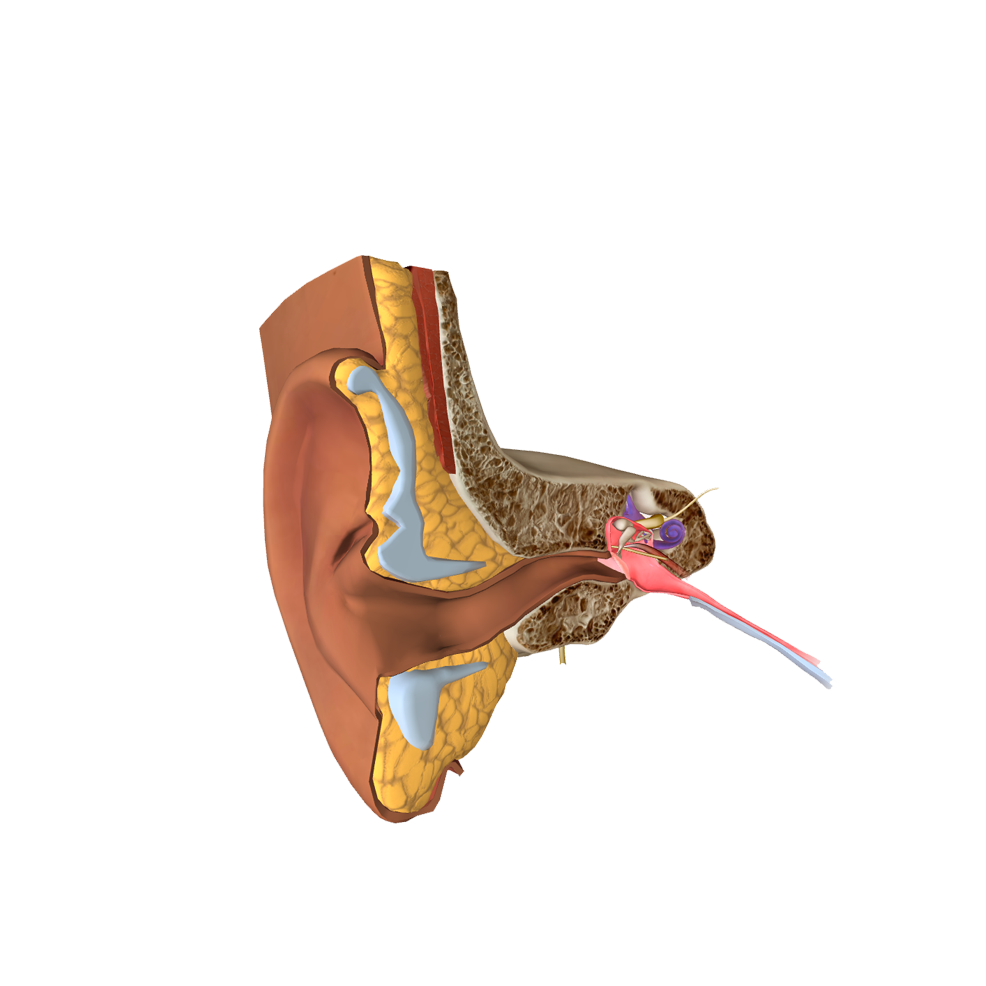 Oto-rhino-laryngologie