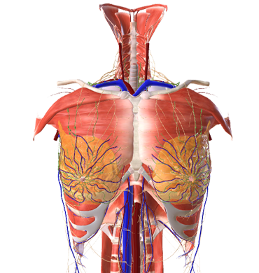 Anatomie régionale