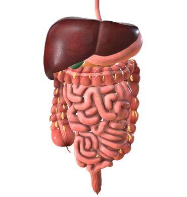 Systemic anatomy