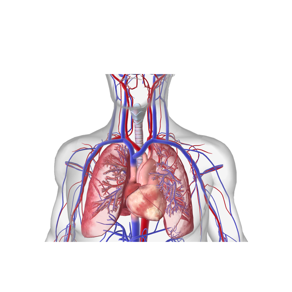 Maladies Vasculaires